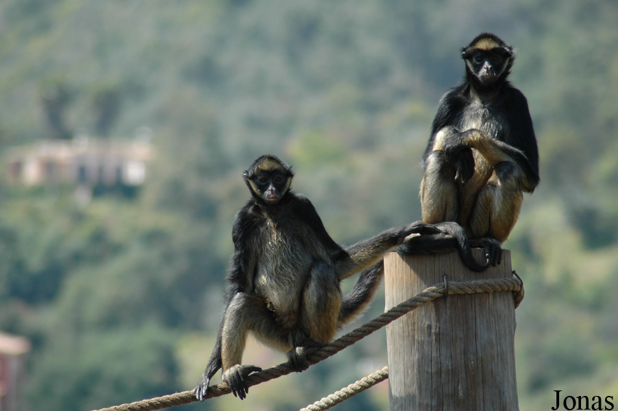 Ateles belzebuth belzebuth